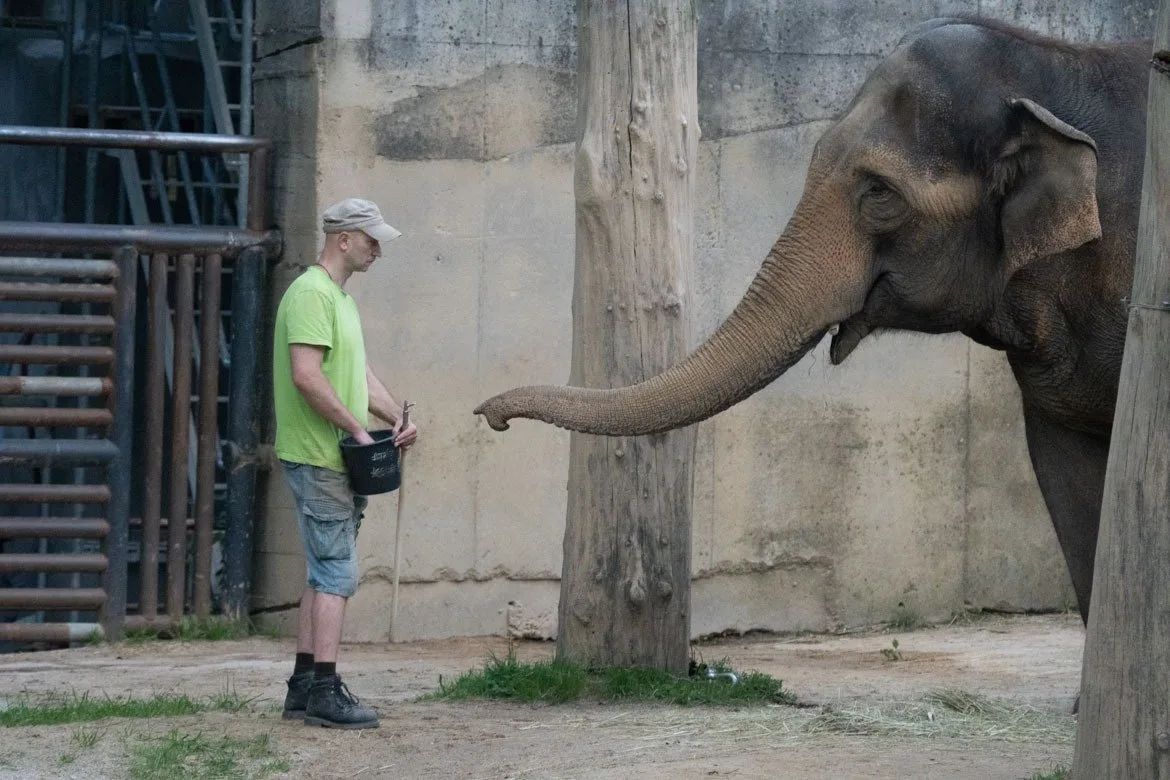 Zoo přišla o svého posledního slona, milovaná Bala odcestovala do Británie