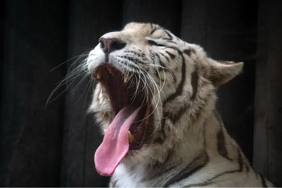 Proč už nechcete chovat bílé tygry, ptají se návštěvníci. Liberecká zoo vysvětluje