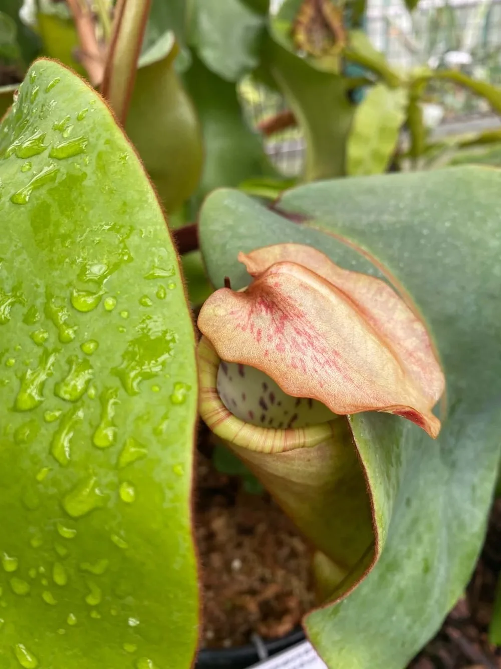 Kriticky ohroženou láčkovku uvidí lidé. Botanická zahrada ji přesunula do expozice