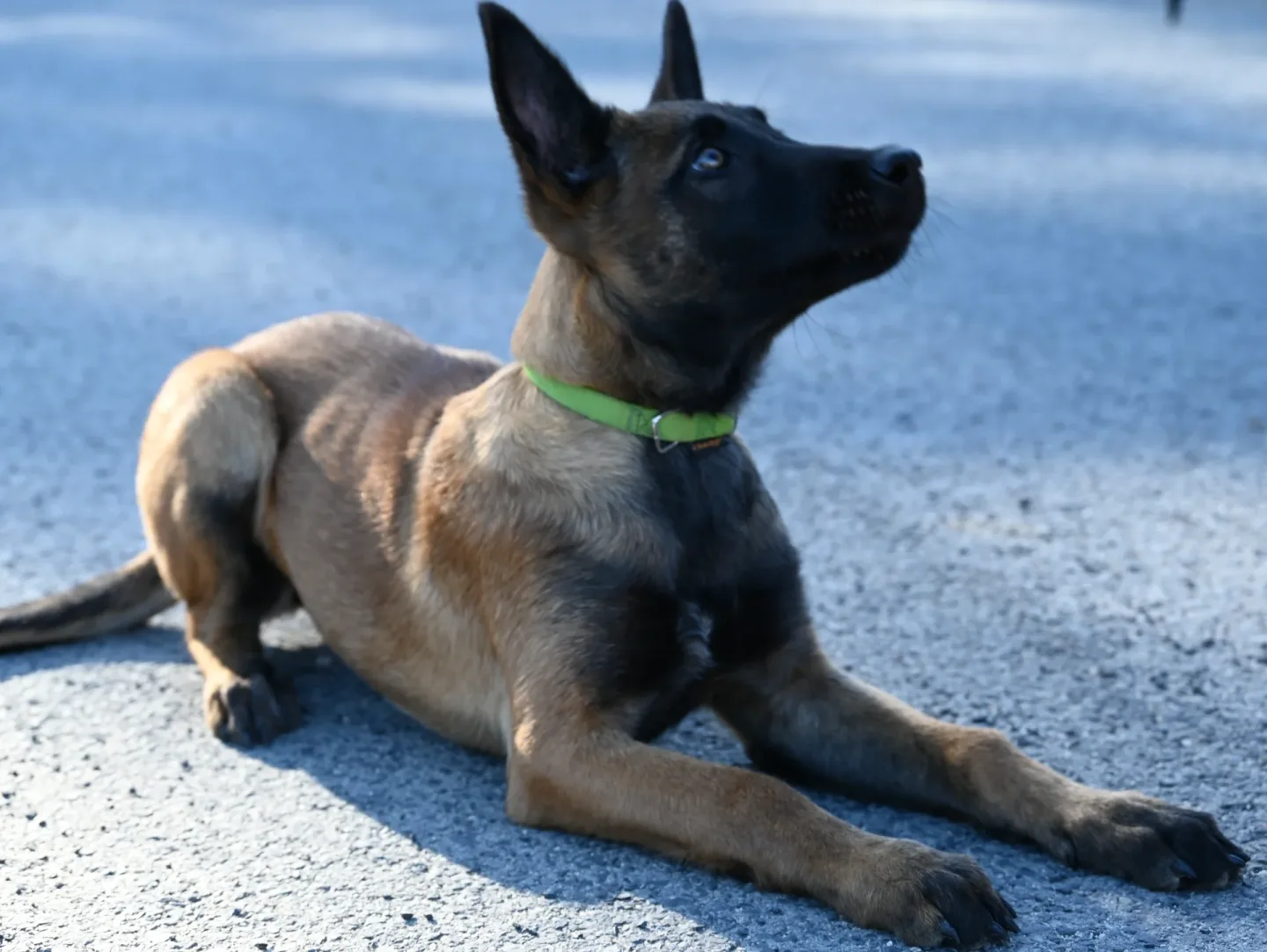 Policejní fenka Solia, která slyší na jméno Soňa.