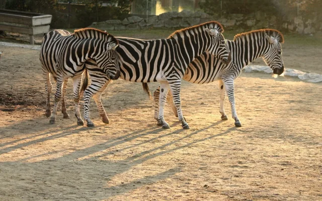 Advent v liberecké zoo