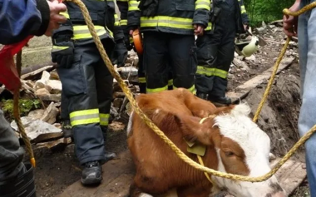 Jalovici tahali hasiči z potoka