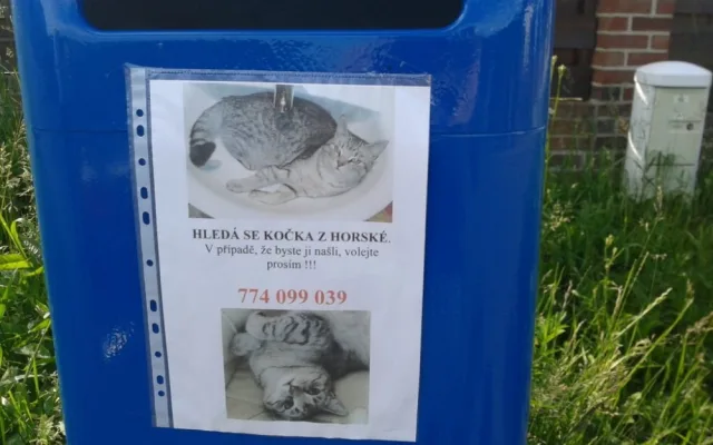 Někdo na Horské ztratil kočku.
