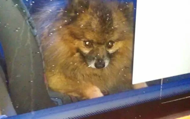 Opuštěný špic.
