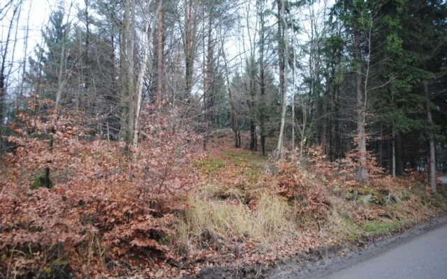 Ze silnice vede k výšině nenápadná pěšina. Teď na podzim, ale je vidět obelisk