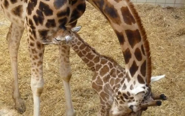 Posledním mládě roku je žirafátko. Foto: ZOO Liberec