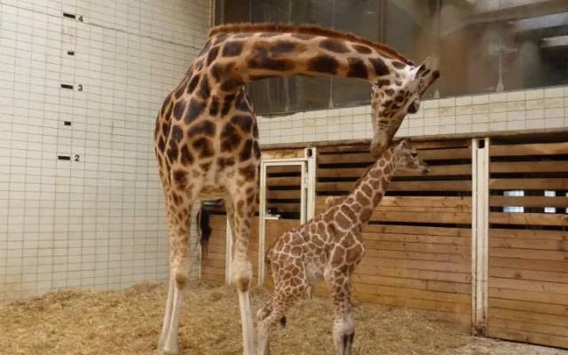Posledním mládě roku je žirafátko. Foto: ZOO Liberec