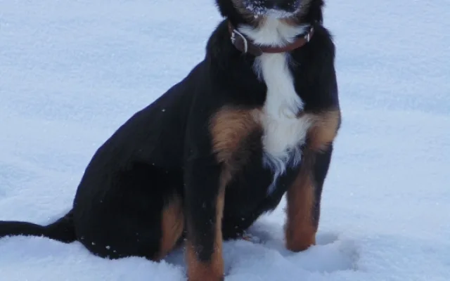 Jully