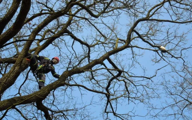 Kočka na stromě strávila pět dní. Foto: HZSLK