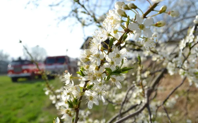 Desítky hasičů zaměstnal hořící sklad slámy na Českodubsku. Foto: HZSLK