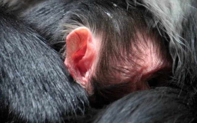 Makak se v liberecké zoologické zahradě narodil po dvanácti letech. Foto: ZOO Liberec