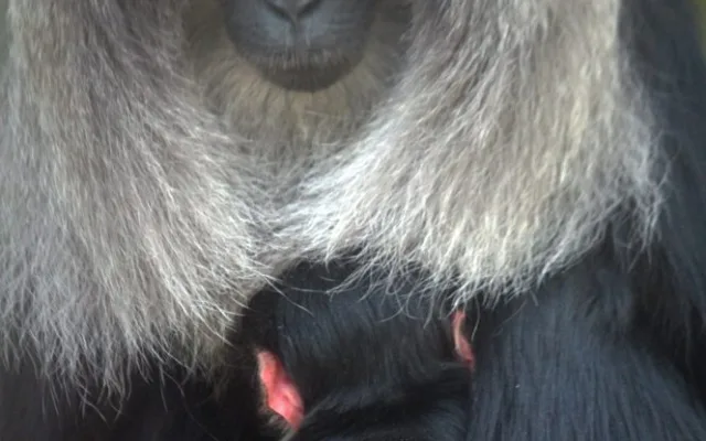 Makak se v liberecké zoologické zahradě narodil po dvanácti letech. Foto: ZOO Liberec