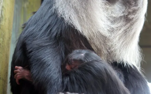 Makak se v liberecké zoologické zahradě narodil po dvanácti letech. Foto: ZOO Liberec