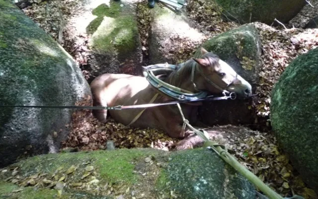 Hasiči se zapotili, tři hodiny tahali kobylu ze sevření balvanů. Foto: HZSLK