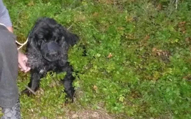 Vystrašenou fenku museli dostat z prolákliny hasiči. Foto: HZSLK