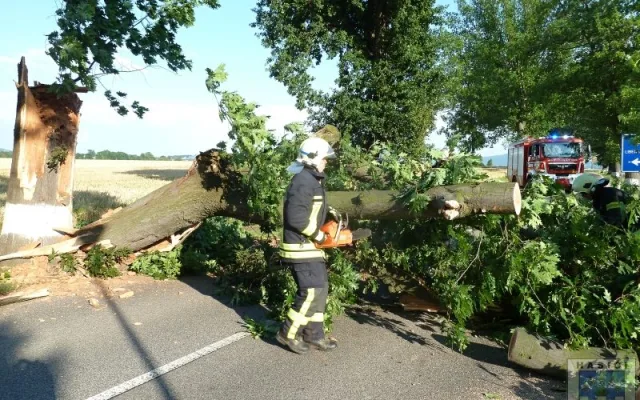Hasiči strom odklidili během půl hodiny. Foto: Hasiči Hrádek nad Nisou