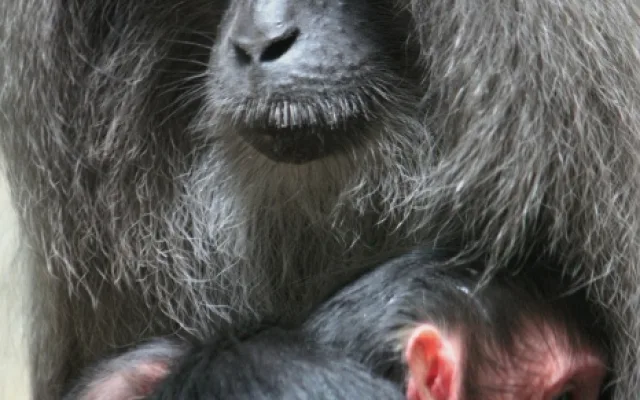 V zoo slaví Světový den zvířat. Foto: Zoo Liberec