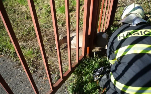 Srnku zaklíněnou v plotě pivovaru zachránili hasiči. Foto: HZSLK