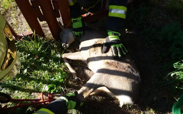Srnku zaklíněnou v plotě pivovaru zachránili hasiči. Foto: HZSLK