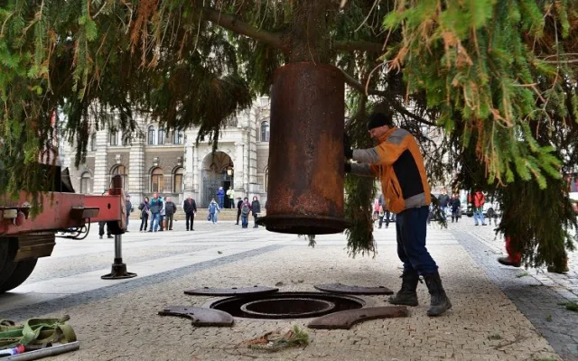 Vánoční strom už stojí před radnicí. Letos měří 14 metrů, Foto: MML/Jan Král