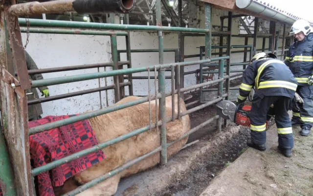 Kráva uvízla mezi trubkami, hasiči je rozřezali. Foto: HZSLK