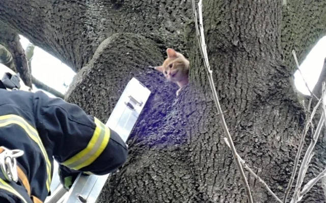 Kotě čekalo na hasiče na stromě v osmi metrech. Foto: HZSLK