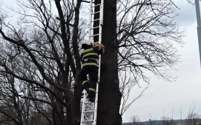 Kotě čekalo na hasiče na stromě v osmi metrech. Foto: HZSLK