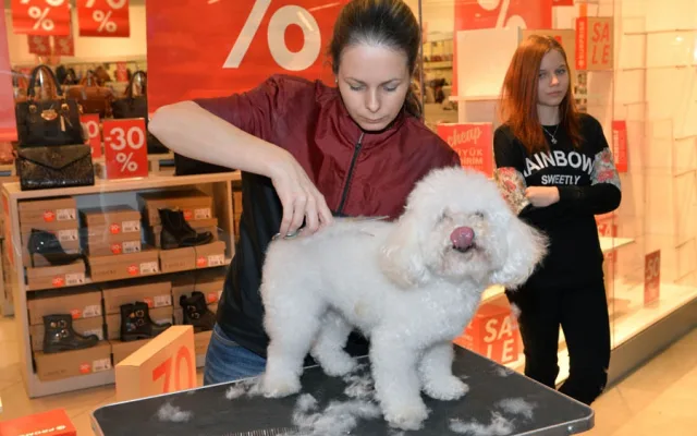 www.apikfoto.cz