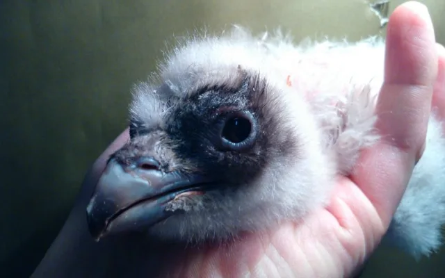 V zoologické zahradě se vylíhl vzácný orlosup. Foto: ZOO Liberec