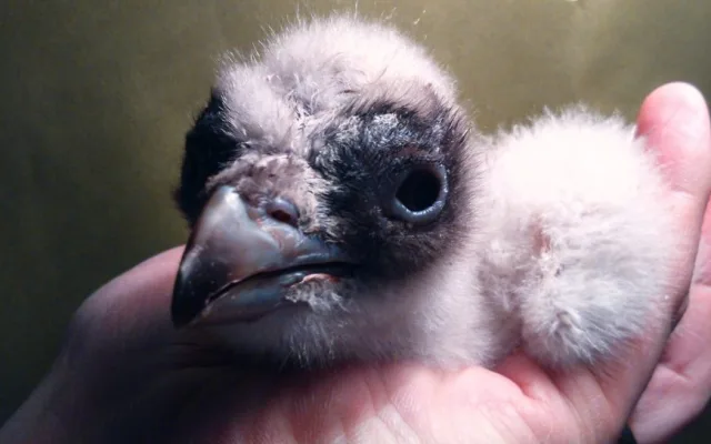 V zoologické zahradě se vylíhl vzácný orlosup. Foto: ZOO Liberec