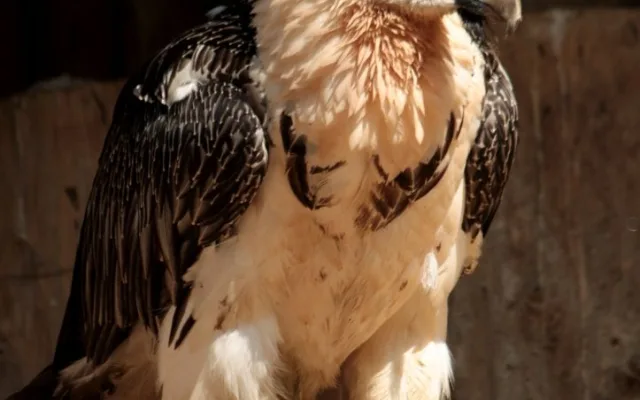 V zoologické zahradě se vylíhl vzácný orlosup. Foto: ZOO Liberec