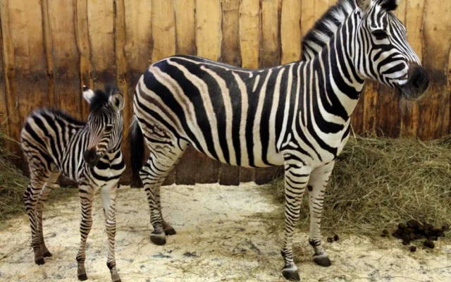 Jina s maminkou Juou. Foto: ZOO Liberec
