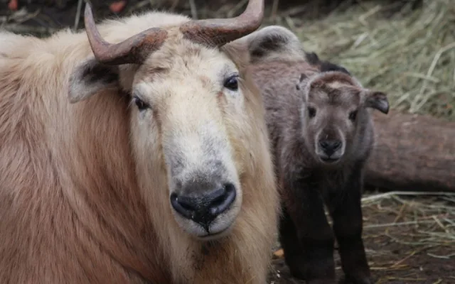 Nejnovější přírustek v takiním stádu. Foto: ZOO Liberec