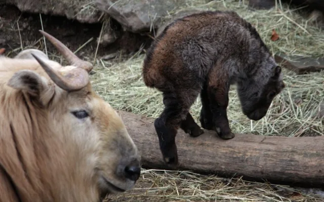 Nejnovější přírustek v takiním stádu. Foto: ZOO Liberec