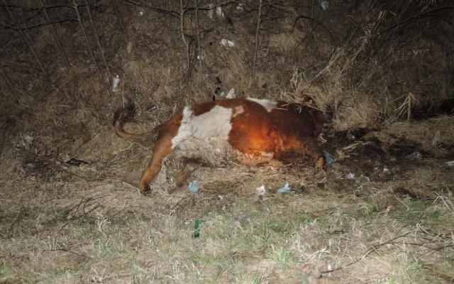 Spolujezdce museli z auta po střetu s krávou vystříhat hasiči. Foto: HZSLK