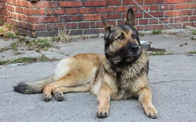 Rona