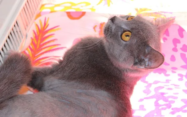 Mia