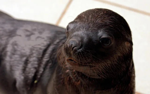 Nejnovější přírůstek lachtaní rodiny. Foto: ZOO Liberec