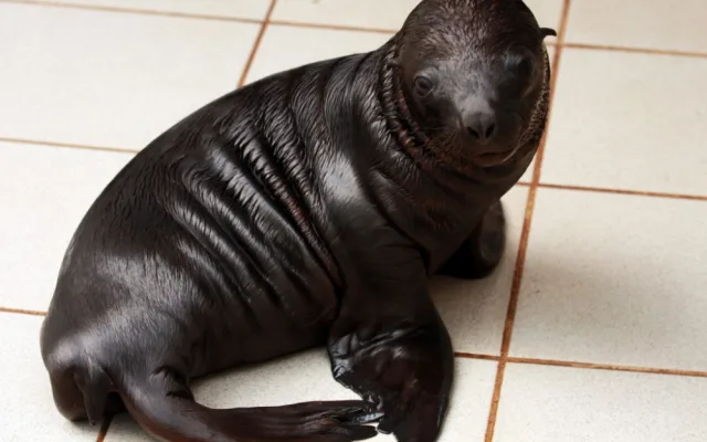 Nejnovější přírůstek lachtaní rodiny. Foto: ZOO Liberec