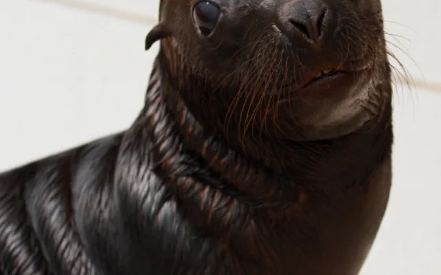 Nejnovější přírůstek lachtaní rodiny. Foto: ZOO Liberec