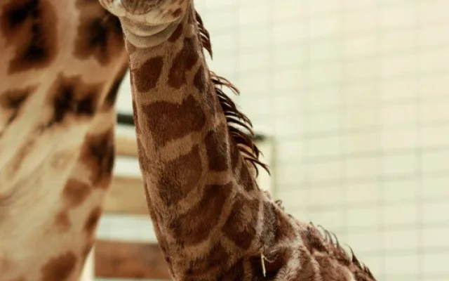 Samička Anastasia je další žirafou v liberecké ZOO. Foto: ZOO Liberec