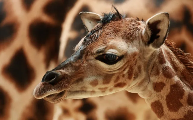 Samička Anastasia je další žirafou v liberecké ZOO. Foto: ZOO Liberec
