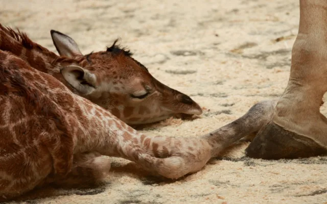 Samička Anastasia je další žirafou v liberecké ZOO. Foto: ZOO Liberec