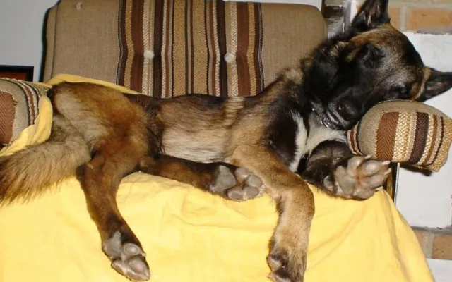 Cash. Foto: MP Liberec