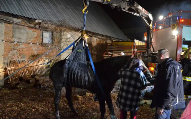 Zatoulaný kůň skončil v jímce, hasiči ho vyprošťovali skoro tři hodiny