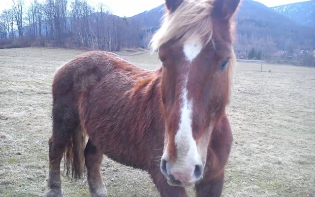 Míša po příchodu do Ferdinandova.