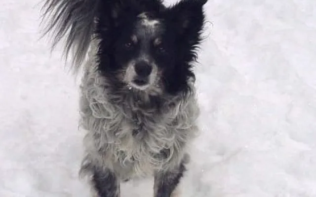 Beník