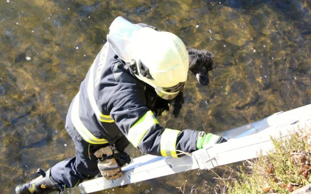 Promrzlého pejska dostali s koryta Nisy až hasiči. Během pár minut se mohl vrátit k majitelce