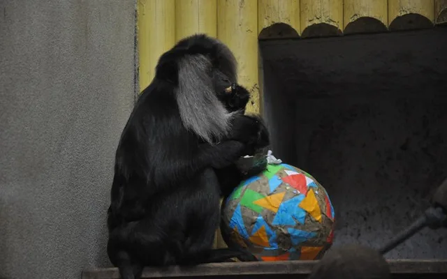 Zvířata v liberecké zoo slavila Velikonoce. Dostala papírová vejce s dobrotami
