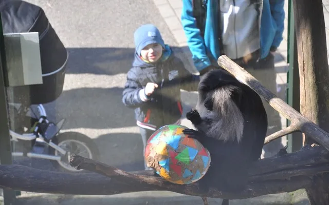 Zvířata v liberecké zoo slavila Velikonoce. Dostala papírová vejce s dobrotami